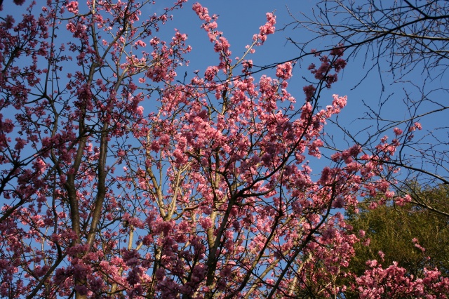 Viburnum bodnantense Dawn Struik.jpg Viburnum bodnantense Dawn Struik.jpg