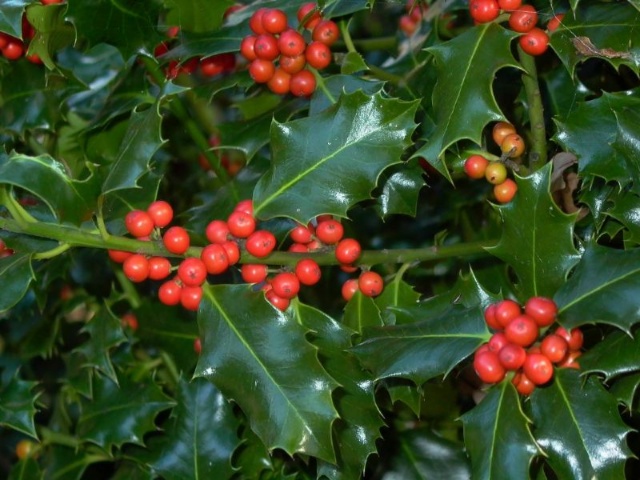 ilex_aquifolium vrucht 2.jpg