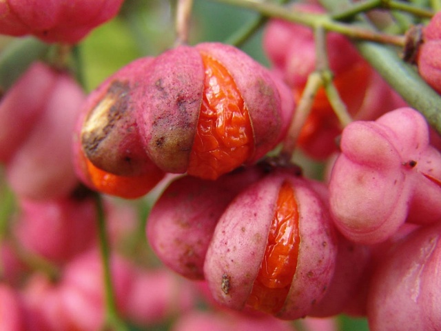euonymus europaeus-wilde kardinaalsmuts-vrucht.jpg