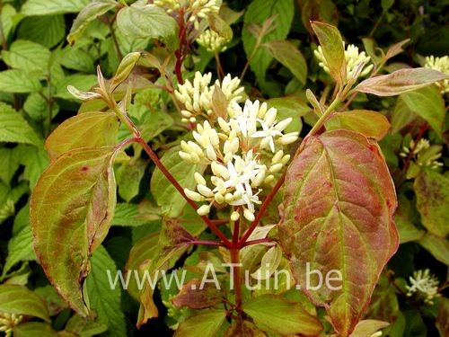 Cornus Winter beauty bloem.jpg Cornus Winter beauty bloem.jpg