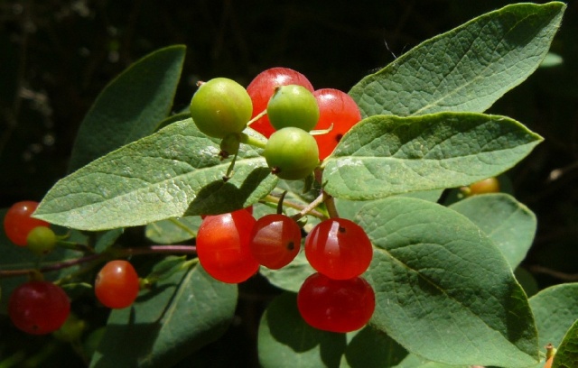 Lonicera_tatarica vrucht.jpg