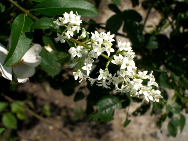 ligustrum-vulgare bloem.JPG