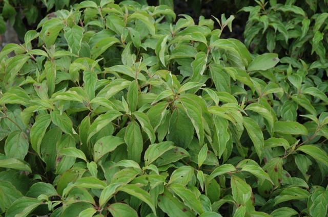 Cornus sericea Kelseyi blad.jpg Cornus sericea Kelseyi blad.jpg