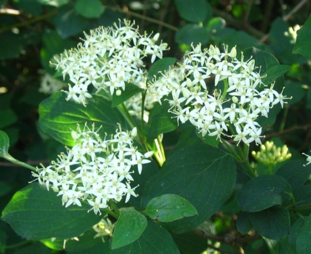 cornus_sanguinea_bloem.jpg
