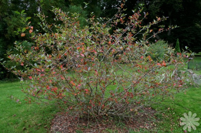 Aronia_melanocarpa_struik.jpg