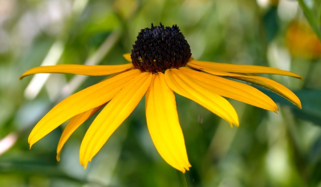 Rudbeckia_fulgida_var._sullivantii_'Goldsteinii'_-_blossom_side.jpg
