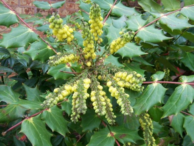 mahonia bloem.jpg mahonia bloem.jpg