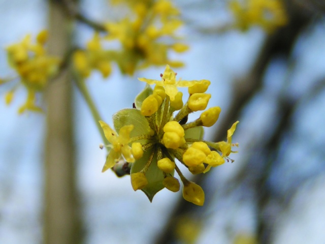 Cornus_mas bloem.jpg Cornus_mas bloem.jpg