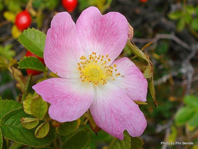 Rosa_rubiginosa Bloem.JPG Rosa_rubiginosa Bloem.JPG