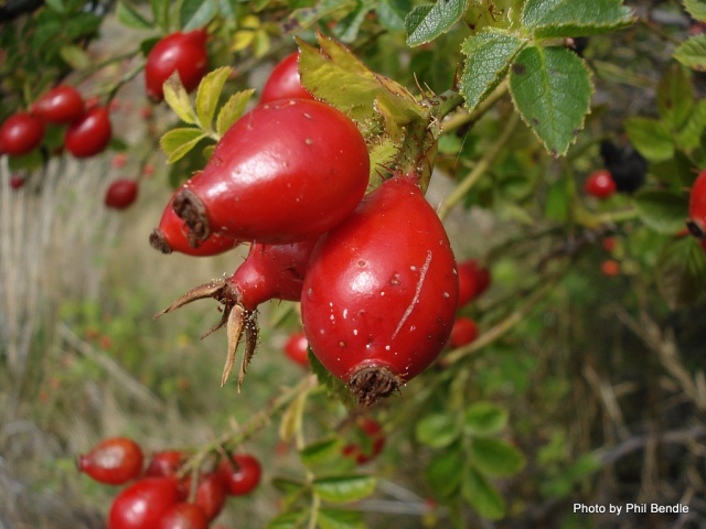 Rosa_rubiginosa vrucht.JPG Rosa_rubiginosa vrucht.JPG