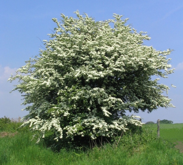 CRATAEGUS-MONOGYNA Struik.jpg CRATAEGUS-MONOGYNA Struik.jpg