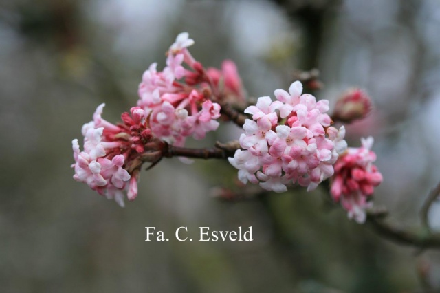Viburnum bodnantense Dawn Bloem.jpg Viburnum bodnantense Dawn Bloem.jpg