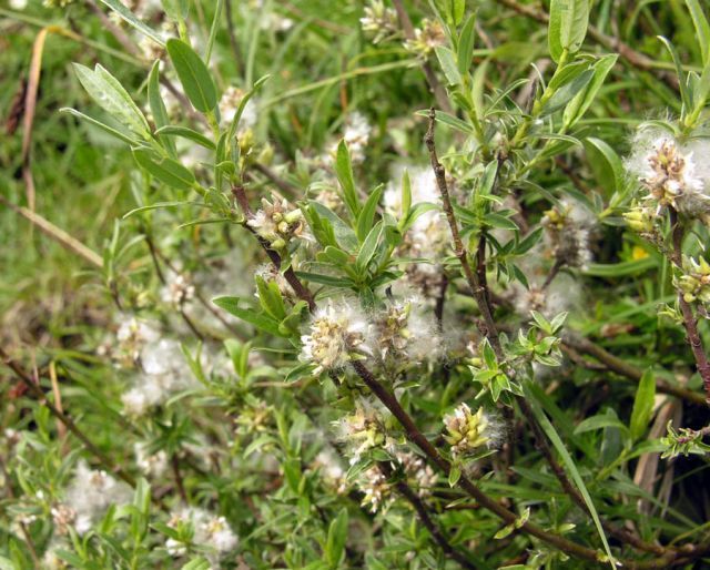 SALIX_rosmarinifolia bloemen.jpg SALIX_rosmarinifolia bloemen.jpg