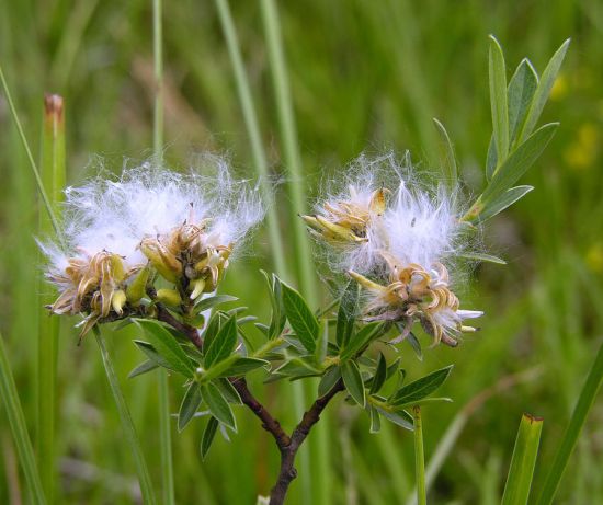 Salix-rosmarinifolia Bloem.jpg