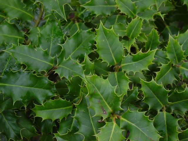 Ilex_aquifolium Blad.jpg Ilex_aquifolium Blad.jpg