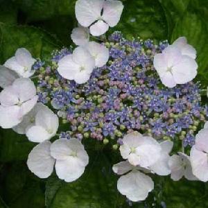 Hydrangea Teller White vrucht.jpg