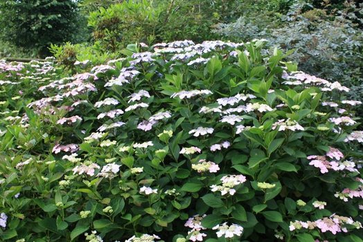 hydrangea-hortensia-macrophylla-struik.JPG hydrangea-hortensia-macrophylla-struik.JPG