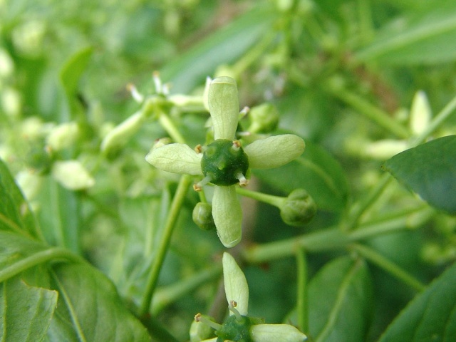 euonymus europaeus-wilde kardinaalsmuts-bloem.jpg euonymus europaeus-wilde kardinaalsmuts-bloem.jpg