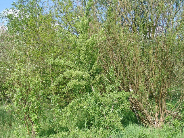 euonymus europaeus-wilde kardinaalsmuts-struik.jpg
