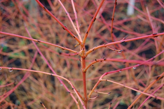 Cornus Winter beauty detail.jpg Cornus Winter beauty detail.jpg