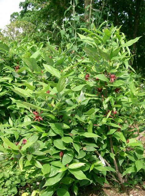 Calycanthus_floridus Struik.jpg Calycanthus_floridus Struik.jpg
