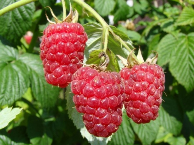 rubus idaeus autumn bliss vrucht.JPG