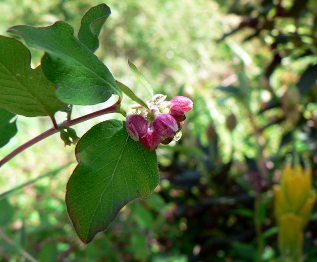 Symphoricarpos-chenaultii bloem.JPG Symphoricarpos-chenaultii bloem.JPG