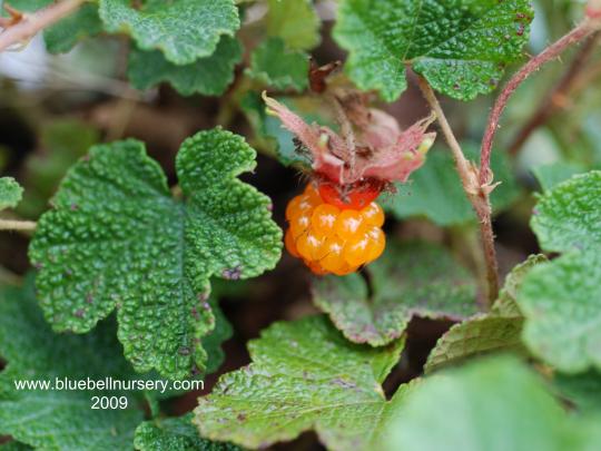 rubus_pentalobus_betty_ashburner vrucht.jpg rubus_pentalobus_betty_ashburner vrucht.jpg