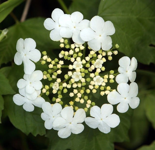 Viburnum_opulus_flowers.jpg Viburnum_opulus_flowers.jpg