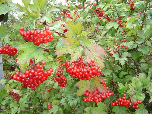 Viburnum_opulus_vrucht.jpg Viburnum_opulus_vrucht.jpg
