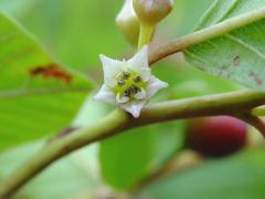 Rhamnus_frangula bloem.jpg Rhamnus_frangula bloem.jpg