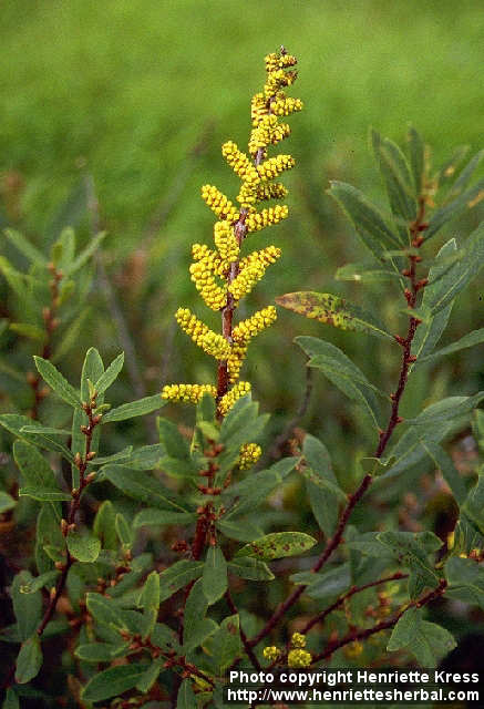 myrica-gale bloem.jpg