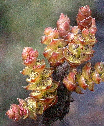 myrica-gale vrucht.jpg myrica-gale vrucht.jpg