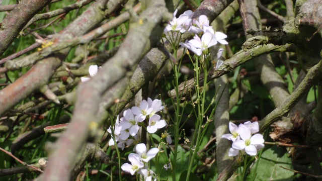 P4300215.JPG P4300215.JPG