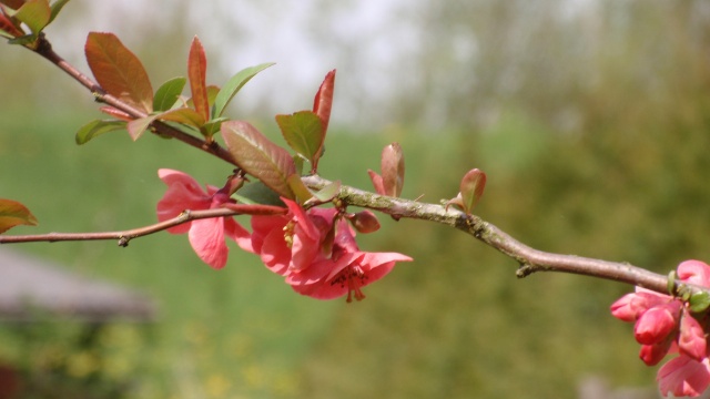 P4300216.JPG P4300216.JPG