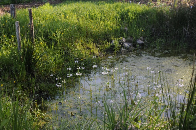 _DSC0964.JPG _DSC0964.JPG