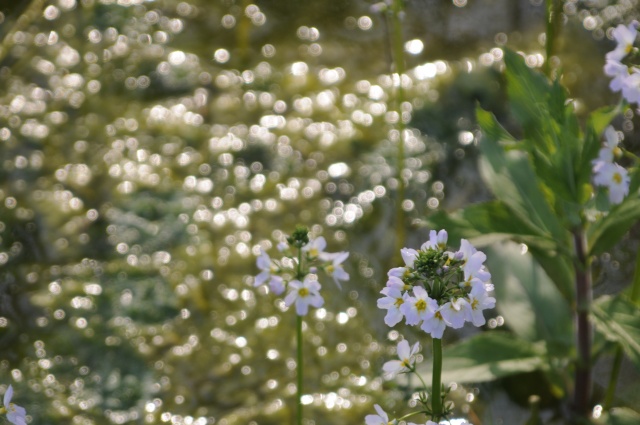 _DSC0965.JPG _DSC0965.JPG