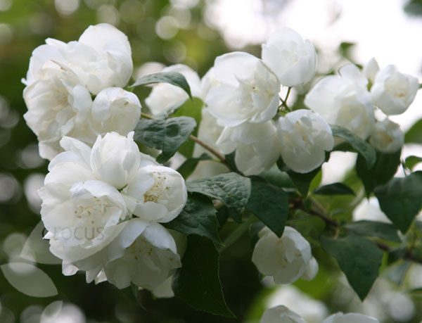 philadelphus_virginal_bloem.jpg