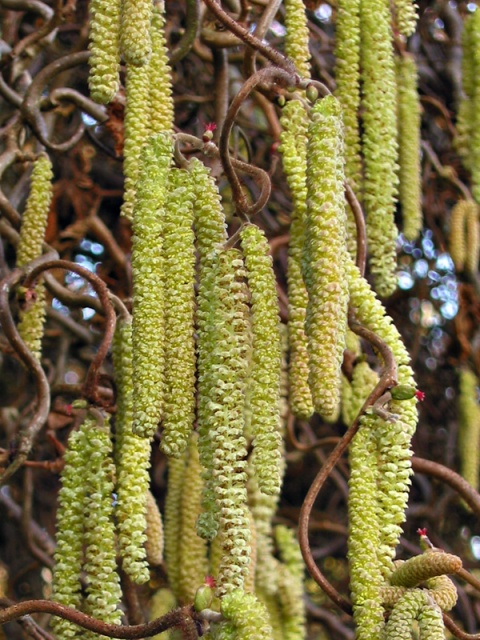 corylus_avellana_bloem.jpg