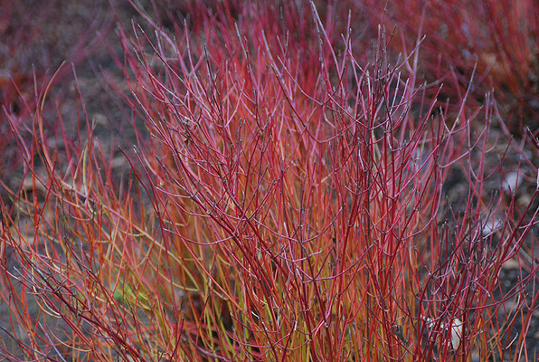 Cornus sericea Kelseyi takken.jpg Cornus sericea Kelseyi takken.jpg