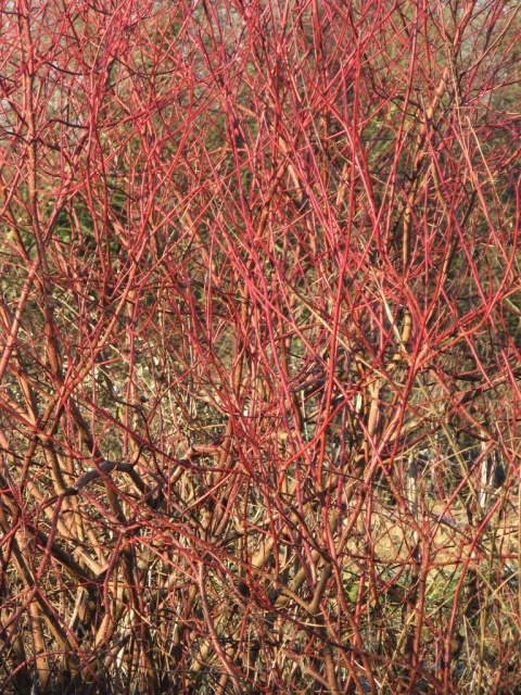 Cornus_sanguinea,_winter.jpg Cornus_sanguinea,_winter.jpg