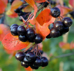 aronia vrucht.jpg aronia vrucht.jpg
