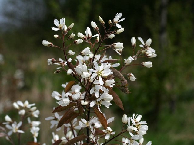 Amelanchier lamarckii-Amerikaans krentenboompje-Bloem.jpg Amelanchier lamarckii-Amerikaans krentenboompje-Bloem.jpg