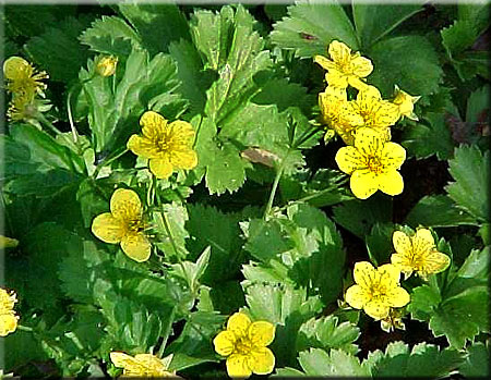 Waldsteinia ternata bloem.jpg