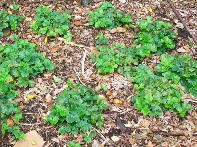 Waldsteinia_ternata plant.jpg Waldsteinia_ternata plant.jpg
