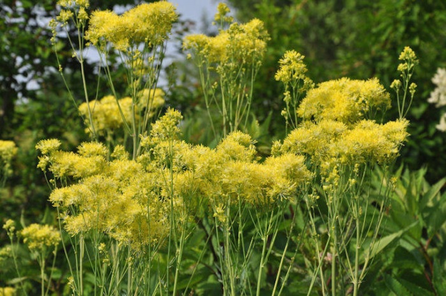 Thalictrum_flavum_bloem.JPG