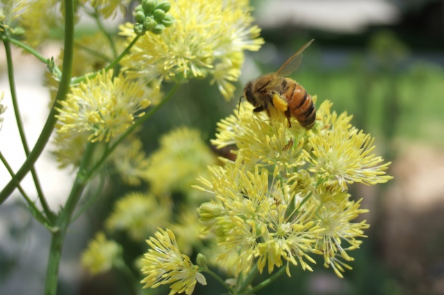 Thalictrum_flavum_bloem_bij.JPG Thalictrum_flavum_bloem_bij.JPG