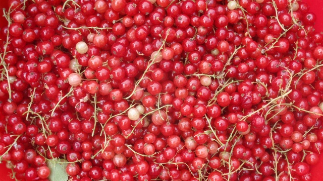 P6140248.JPG P6140248.JPG