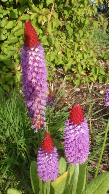 P6180262.JPG P6180262.JPG