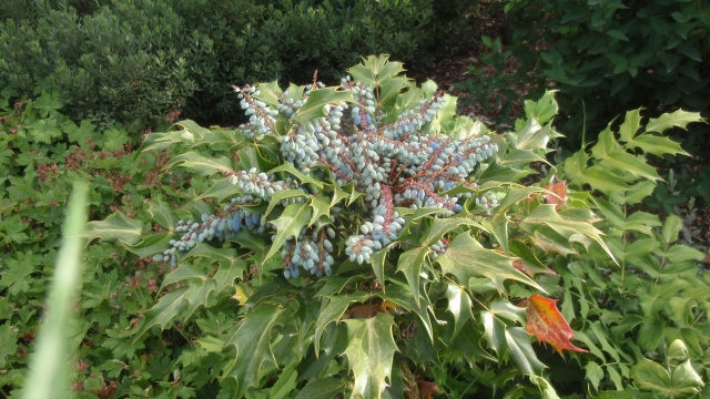 P6180265.JPG P6180265.JPG